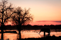 Botswana Sunset, Botswana