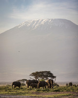 Elephants and Kilimanjaro, Amboseli NP, Kenya