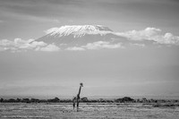 Giraffe and Kilimanjaro, Amboseli NP, Kenya