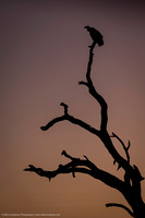 Vulture Tree, Kruger NP, South Africa