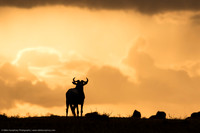 Wildebeest Silhouette, Kenya