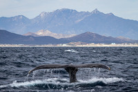 Humpback Mountains, Baja California