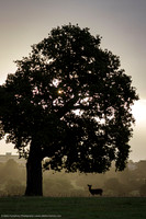 Deer and Oak, UK