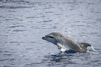 Bottlenose Dolphin Calf