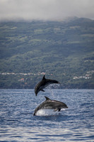 Bottlenose Dolphins