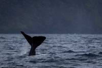 Sperm Whale