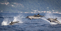 Striped Dolphins