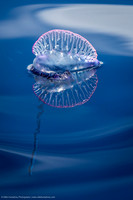 Portuguese Man O War