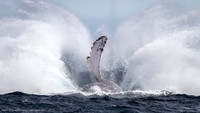 Humpback Whale