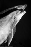 Bottlenose Dolphin