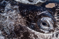 Grey Whale