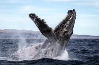 Humpback Whale Breach