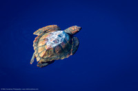 Loggerhead Turtle