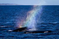 Fin Whale Rainblow