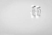 Flamingos