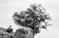 Klipspringer