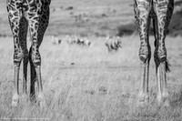 Giraffe Knees