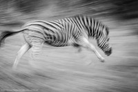 Zebra Moving