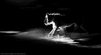 Lion at night