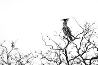 Snake Eagle with Fork tailed Drongo