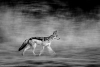 Black Backed Jackal