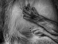 Vervet Monkey baby holding onto its mother