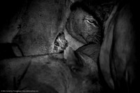 Lions at a Kill