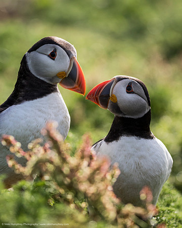 Atlantic Puffins