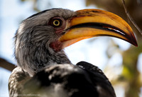 Yellow-Billed Oxpecker