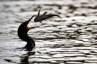 Cormorant with Fish