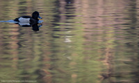 Tufted Duck
