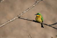 Little Bee Eater