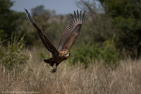 Bateleur (juv)
