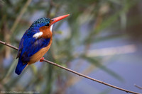 Malachite Kingfisher