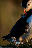 Altlantic Puffin