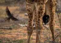 Red-Billed Oxpecker