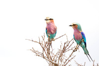 Lilac Breasted Roller