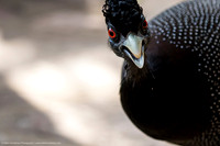 Crested Francolin