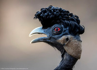 Crested Francolin