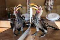 Yellow-Billed Hornbill