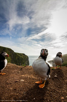 Atlantic Puffin