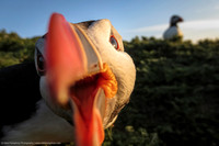 Atlantic Puffin