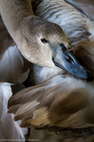 Mute Swan (young)