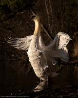 Mute Swan