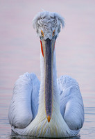 Dalmatian Pelican