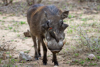 Red-Billed Oxpecker
