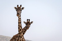 Giraffes, Kenya