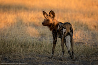 Wild Dog, Botswana