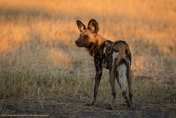 Wild Dog, Botswana