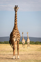 Giraffes, Kenya